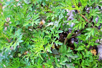 Kenikir leaves are usually served as a side dish at lunch time.