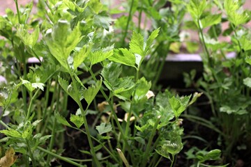 Celery plants are very rich in benefits and grow in the backyard