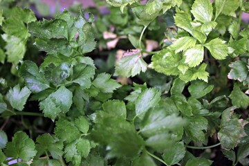 Celery plants are very rich in benefits and grow in the backyard
