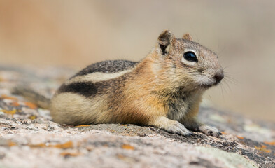 Color stock image of Golden-mantled ground squirrel