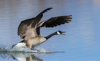 Greater Canada goose alighting on small pond,. USA, Colorado