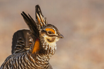 Greater prairie chicken, close-up portrait, eastern plains of Colorado, USA