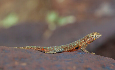 USA, Idaho, Snake River Canyon, side-blotched lizard