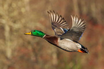 Obraz premium USA, Washington State. Nisqually National Wildlife Refuge, mallard drake, autumn flight