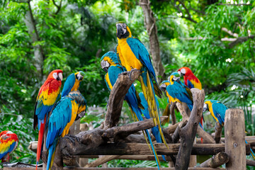 A group of scarlet and blue-and-yellow macaws at a bird sanctuary in Cartagena, Colombia. © Ute Sonja Medley