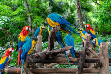 A group of scarlet and blue-and-yellow macaws at a bird sanctuary in Cartagena, Colombia.