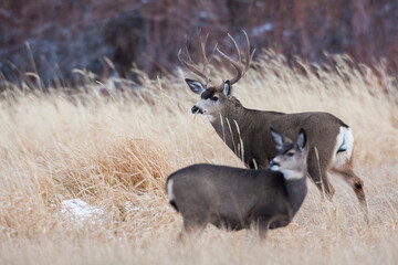 Alert mule deer buck and doe, Montana, USA