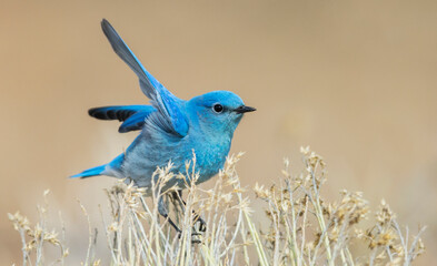 Mountain bluebird preparing to fly, Colorado, USA
