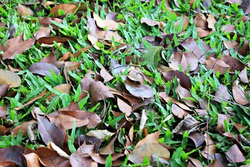 dry leaves around green grass