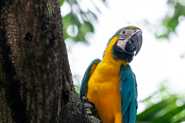 A male macaw parrot sits on a tree.