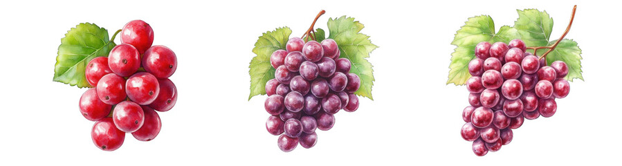 Fototapeta premium Collection of PNG. Watercolor painting of A Cluster of Red Grapes, isolated on a transparency background.