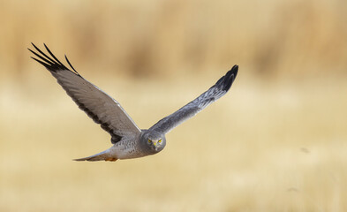 Color stock image of Northern harrier (male)