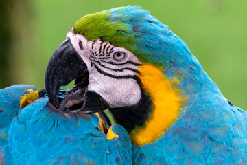 A male macaw parrot sits on a branch and grooms another parrot.