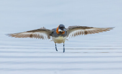 Red-necked phalarope alighting, Arctic wetland, Alaska, USA