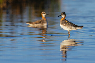 Red-necked phalarope female, arctic tundra habitat, Alaska, USA