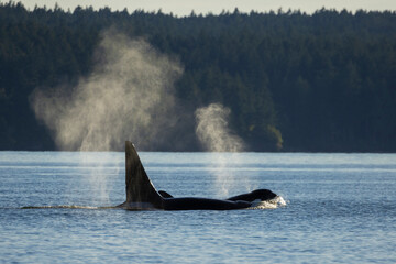 Fototapeta premium Color stock image of Orcas surfacing