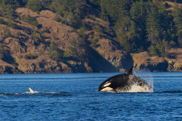 Fototapeta premium Color stock image of Orca breaching