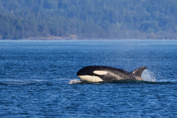 Fototapeta premium Color stock image of Orca surfacing