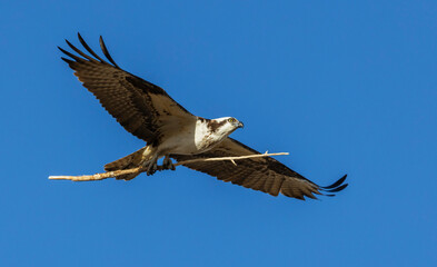 Osprey returning to the nest with an additional branch, Colorado Rockies, USA