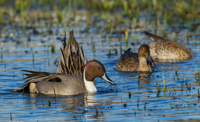 Northern pintail ducks, foraging in flooded agriculture field, migration stop, USA, Oregon