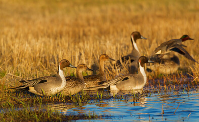 Northern pintail ducks, foraging in flooded agriculture field, migration stop, USA, Oregon