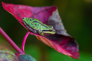 USA, Washington State. Nisqually National Wildlife Refuge, Pacific tree frog