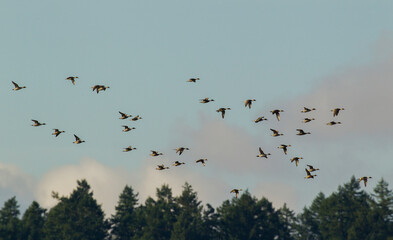 Northern pintail ducks, spring migration, USA, Washington State