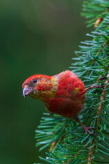 Red crossbill foraging, Washington State, USA