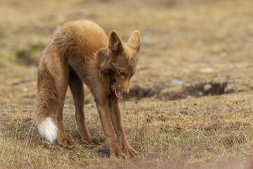 Young red fox stretching (Bronze Color Phase)