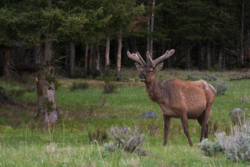 Color stock image of Rocky Mountain bull elk