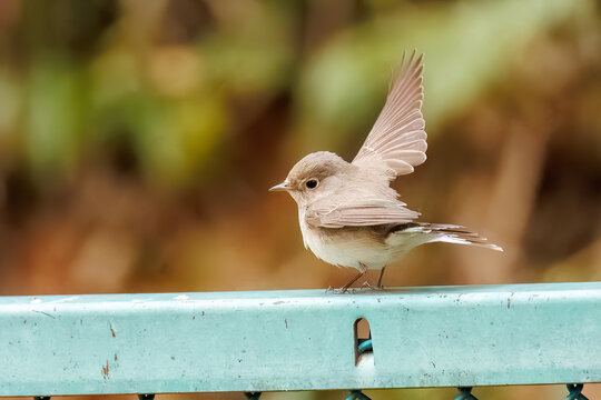 羽ばたき飛び出す、尻尾が可愛いニシオジロビタキ（ヒタキ科）
英名学名：Red-breasted flycatcher (Ficedula parva)
東京都大田区、多摩川台公園 2025年

