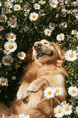 wet nose of a cute dog surrounded by delicate spring flowers