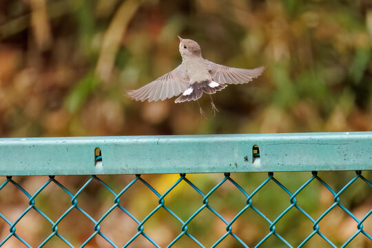 羽ばたき飛び出す、尻尾が可愛いニシオジロビタキ（ヒタキ科）
英名学名：Red-breasted flycatcher (Ficedula parva)
東京都大田区、多摩川台公園 2025年
