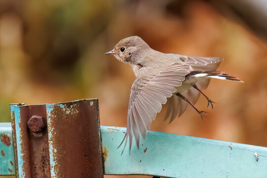 羽ばたき飛び出す、尻尾が可愛いニシオジロビタキ（ヒタキ科）
英名学名：Red-breasted flycatcher (Ficedula parva)
東京都大田区、多摩川台公園 2025年
