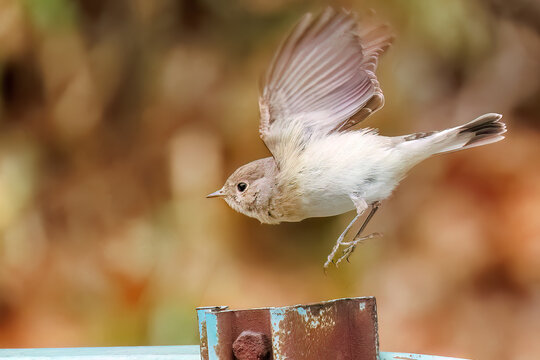 羽ばたき飛び出す、尻尾が可愛いニシオジロビタキ（ヒタキ科）
英名学名：Red-breasted flycatcher (Ficedula parva)
東京都大田区、多摩川台公園 2025年
