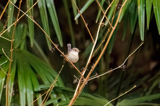 突き出した尻尾が可愛いニシオジロビタキ（ヒタキ科）
英名学名：Red-breasted flycatcher (Ficedula parva)
東京都大田区、多摩川台公園 2025年
