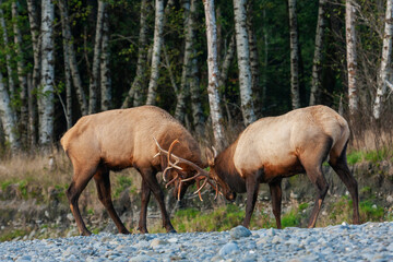 Roosevelt bull elk sparring, Pacific Northwest rainforest