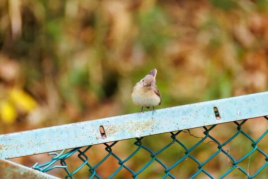 突き出した尻尾が可愛いニシオジロビタキ（ヒタキ科）
英名学名：Red-breasted flycatcher (Ficedula parva)
東京都大田区、多摩川台公園 2025年
