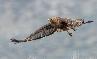 Red-tailed hawk flying, Colorado, USA