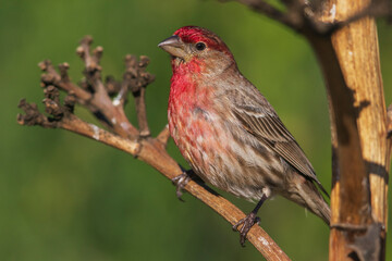House finch, Southern California, USA