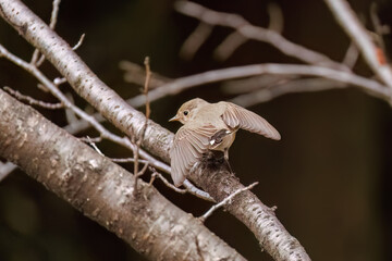 羽ばたき飛び出す、尻尾が可愛いニシオジロビタキ（ヒタキ科）
英名学名：Red-breasted flycatcher (Ficedula parva)
東京都大田区、多摩川台公園 2025年

