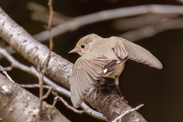 羽ばたき飛び出す、尻尾が可愛いニシオジロビタキ（ヒタキ科）
英名学名：Red-breasted flycatcher (Ficedula parva)
東京都大田区、多摩川台公園 2025年
