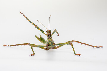 Green stick insect (Diaoherodes gigantic) with white background.