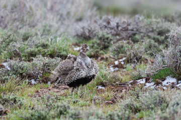 Color stock image of Sage grouse blending In