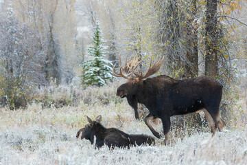 Shiras bull moose, courting cow