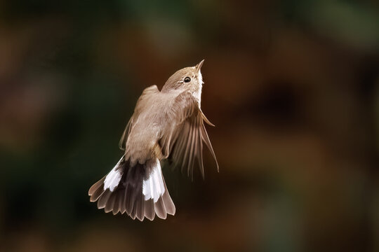 羽ばたき飛び出す、尻尾が可愛いニシオジロビタキ（ヒタキ科）
英名学名：Red-breasted flycatcher (Ficedula parva)
東京都大田区、多摩川台公園 2025年
