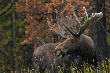 Color stock image of Shiras bull moose, foraging