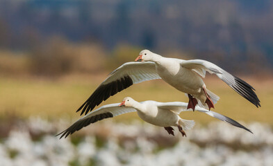 USA, Washington State. Skagit Valley, snow geese pair alighting with flock
