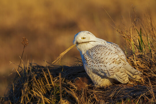 USA, Washington State. Damon Point, snowy owl with nest material