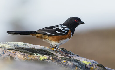 Color stock image of Rufous-sided towhee